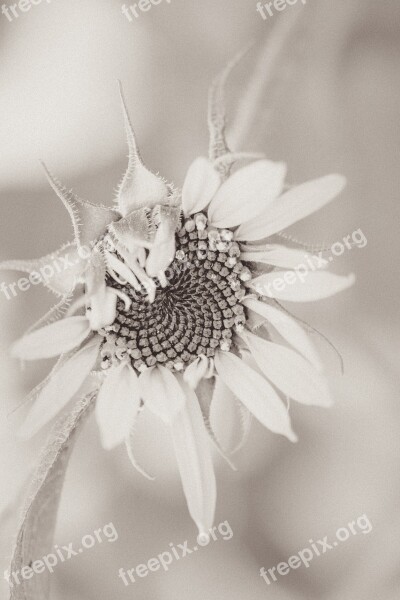 Sunflower Helianthus Annuus Blossom Bloom Close Up