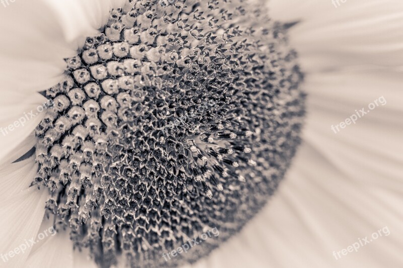 Sunflower Helianthus Annuus Blossom Bloom Close Up