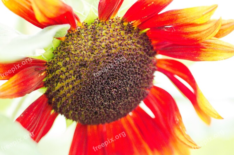 Sunflower Helianthus Annuus Blossom Bloom Close Up