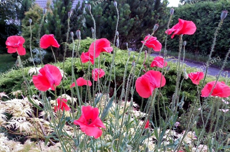 Poppies Stems Flowers Red Summer