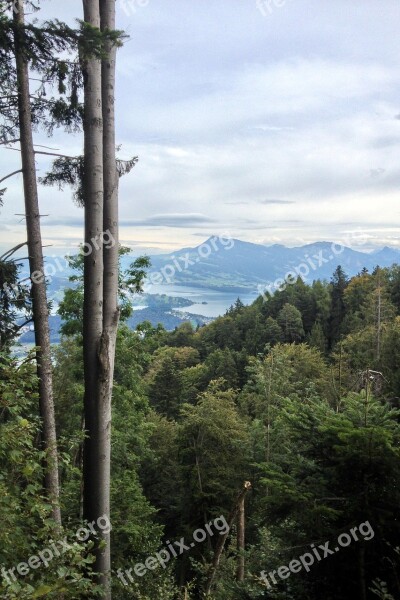 Forest Lake Lucerne Region View Nature Mountains