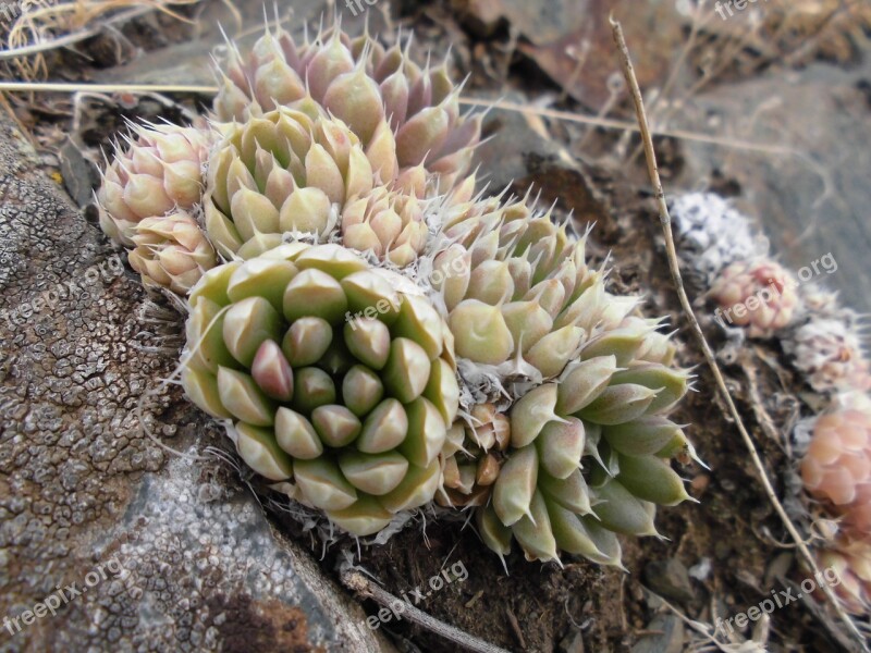 Succulents Orpine Mountains Macro Plant