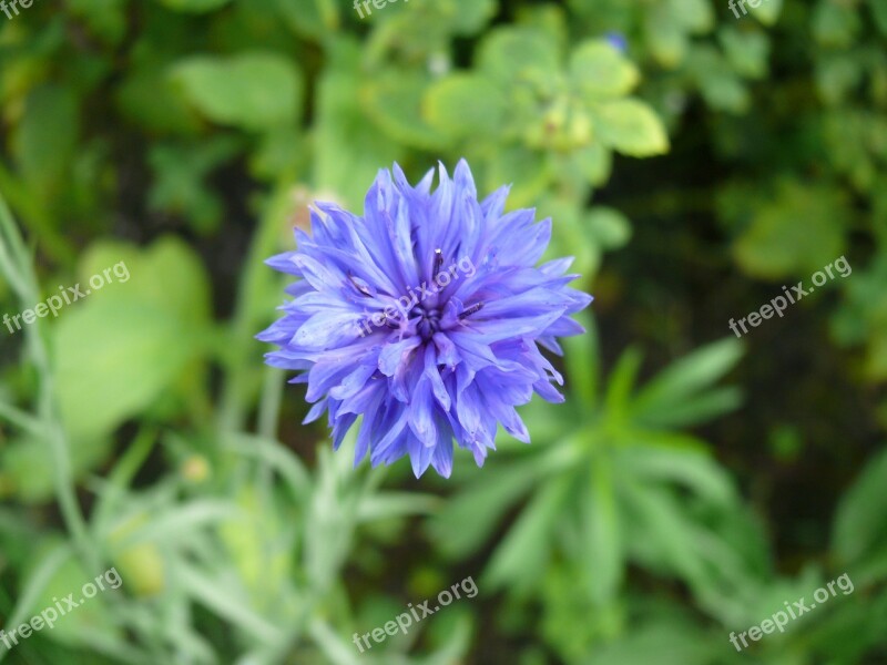 Cornflower Flower Blue Garden Free Photos