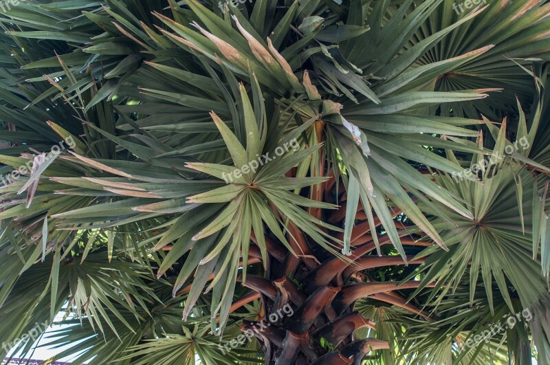 Vegetation Plant Palm Palm Tree Tree