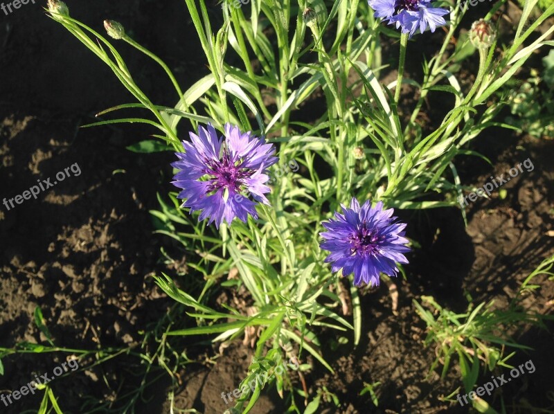 Cornflowers Blue Flower Flower Blue Flowers Free Photos