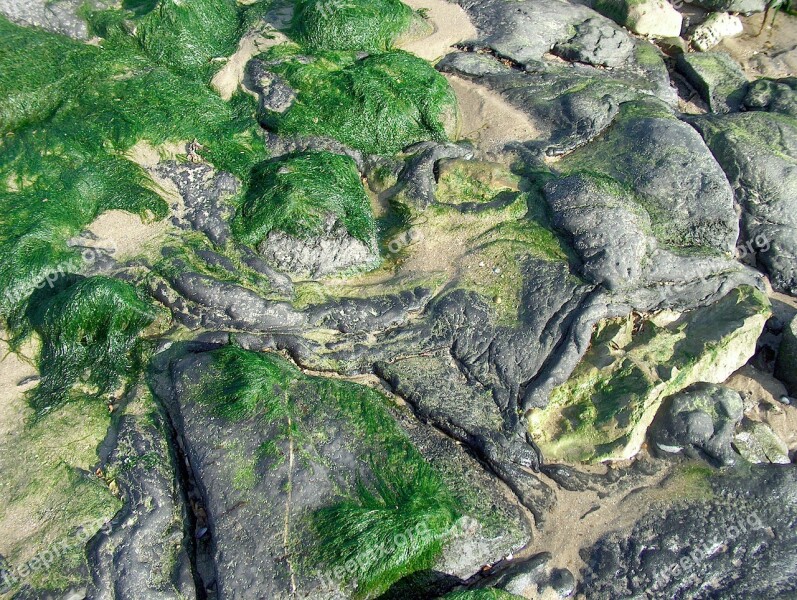 Coast Stones Seaweed Free Photos