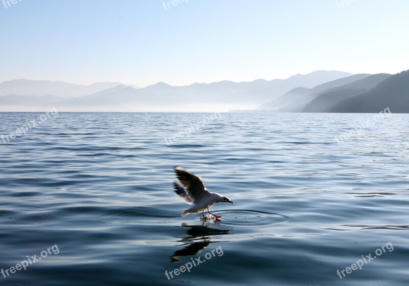 Lugu Lake Autumn Plateau Lake Gull