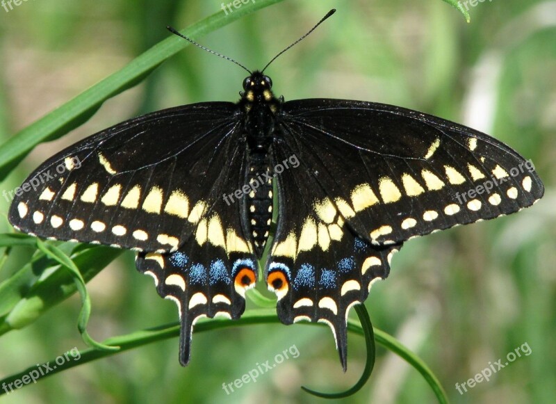 Eastern Black Swallowtail American Black Swallowtail Parsnip Butterfly Papilio Polyxenes Close-up