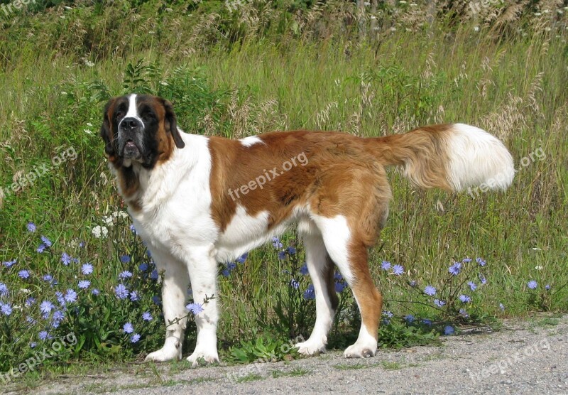 Domestic Dog Canis Familiaris Saint Bernard St Bernard Largest Dog Breed