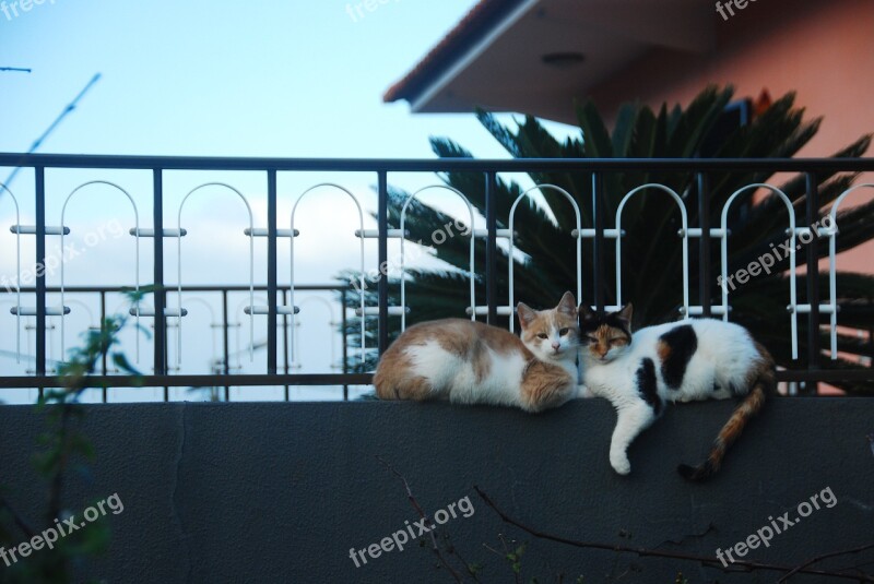 Cats Love Fence Happiness Peace Of Mind