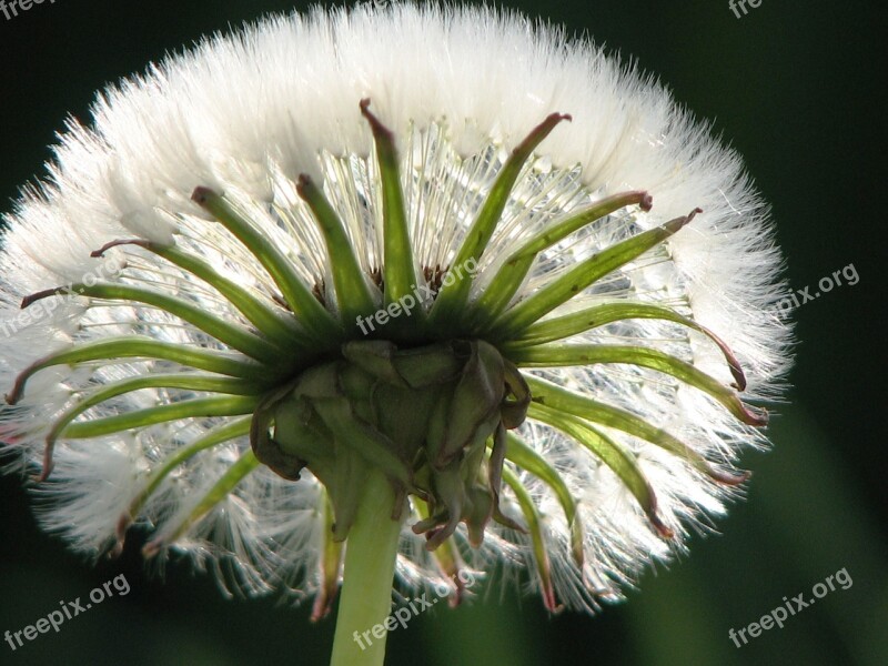 Dandelion Seeds Umbrella Free Photos