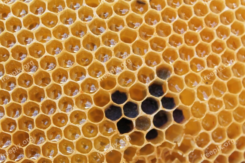 Honeycomb Honey Delicious Sweet Beehive