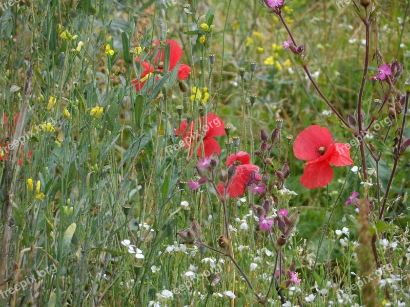 Meadow Summer Meadow Flowers Red Yellow