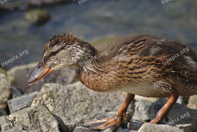 Duck Chicks Ducklings Pond Lake