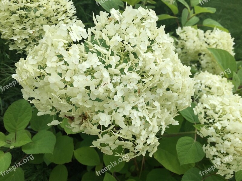 Hydrangea Flower Summer Closeup Plant