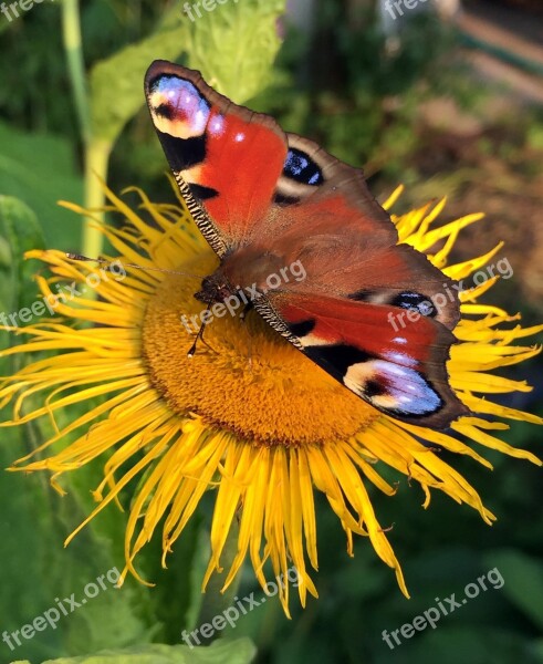 Butterfly Summer Flower Closeup Insects