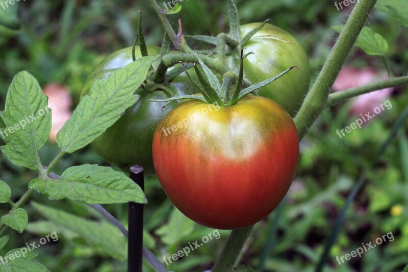 Tomato Vegetable Food Plant Heirloom