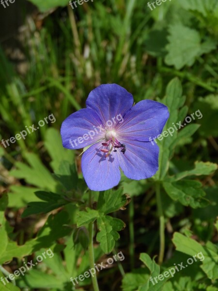 Cranesbill Geranium Rozanne Blue Violet Shrub