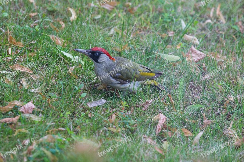 Green Woodpecker Picus Viridis Woodpecker Flying Zorro Bird