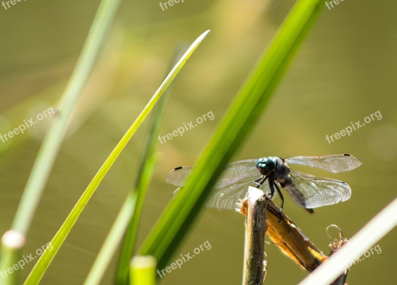 Dragonfly Mood Wallpaper Insect Nature