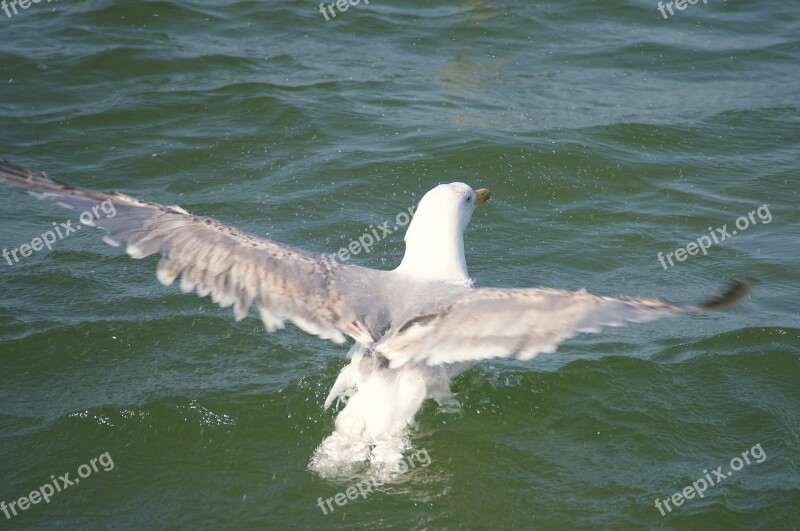 Gull Water Swim Flutter Bird