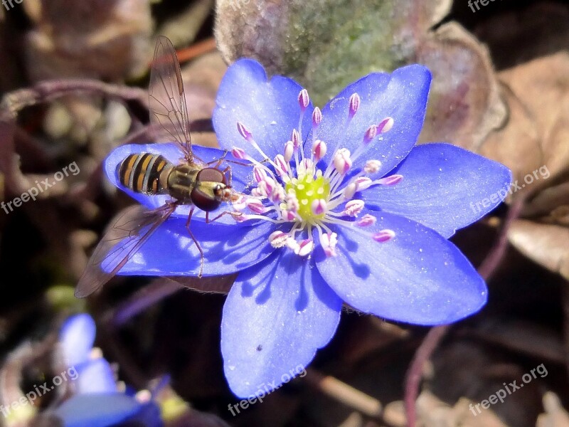 Alaus Blue Flower Flower Flower Garden Nature