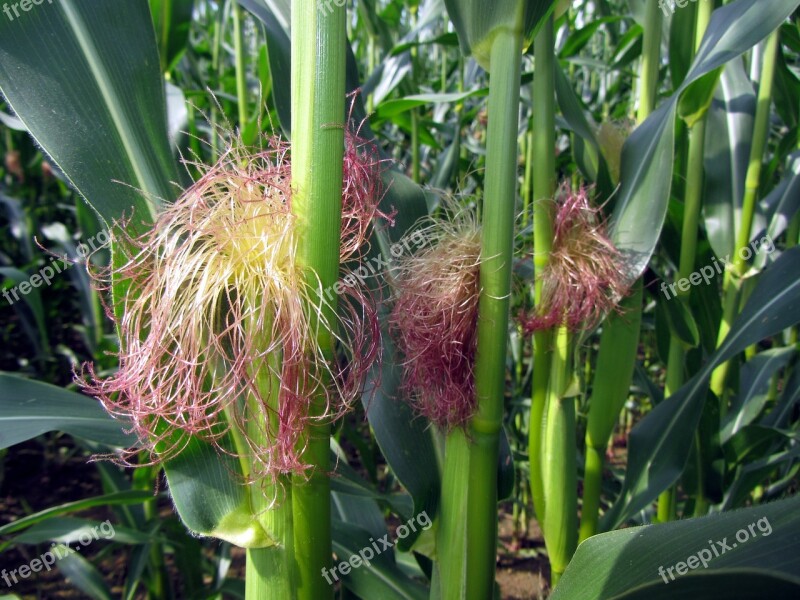 Cornfield Corn On The Cob Corn Leaves Corn Threads Agriculture