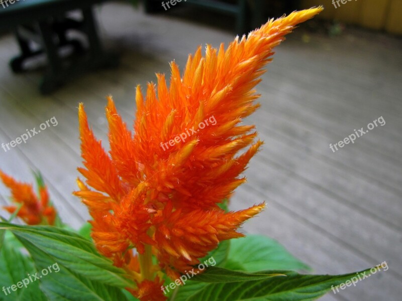 Celosia Flower Blossom Blooming Plant