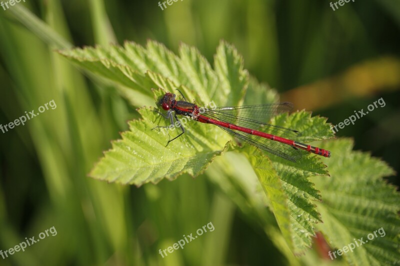 Dragonfly Insect Leaf Nature Close Up