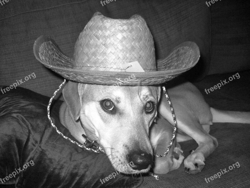 Dog Sombrero Funny Pet Black And White