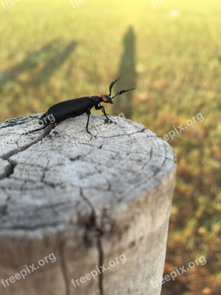 Bug Prairie Chenguang Free Photos