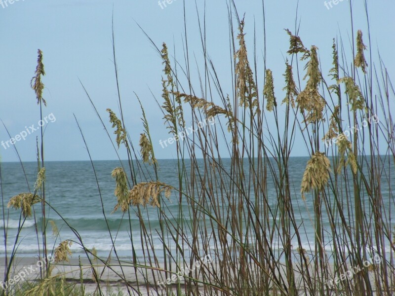 Sea Oats Water Landscape Seascape