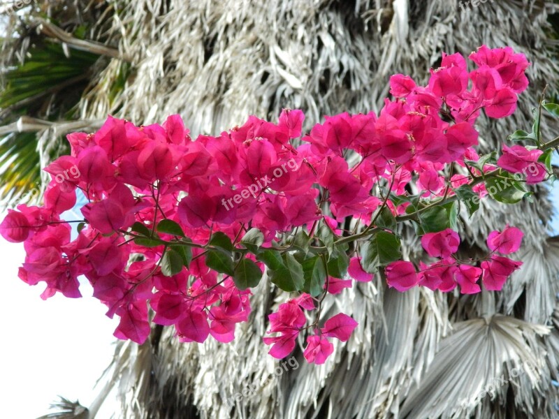 Bougainvillea Flower Pink Nature Pink Flowers