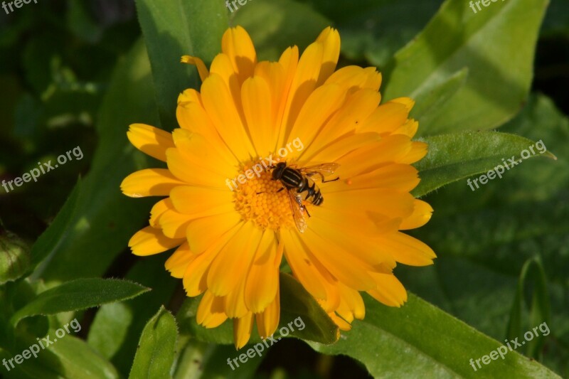 Hover Fly Gerbera Daisy Sunshine Garden Free Photos