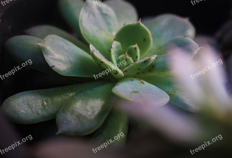 Succulent Green Plant Flower Bugs