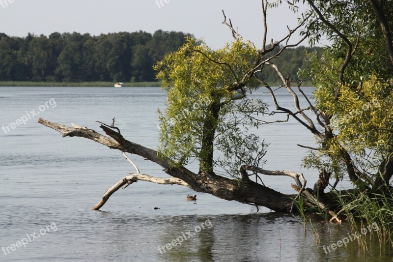 Lake Bank Landscape Tree Reinberg