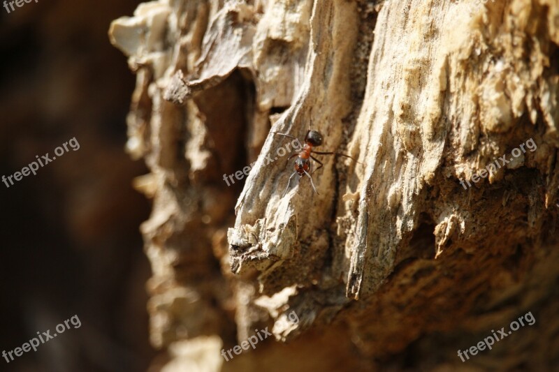 Ant Macro Insect Macro Photography Red Ant