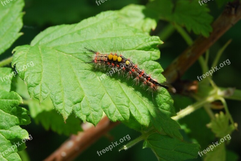 Caterpillar Hairy Insect Nature Free Photos