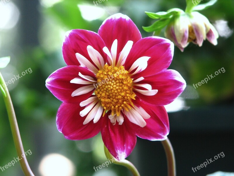 Dahlia Flower Blossom Blooming Petals