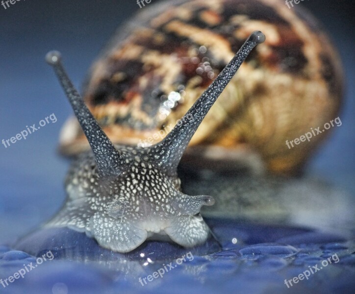 Snail Macro Curious Garden Nature