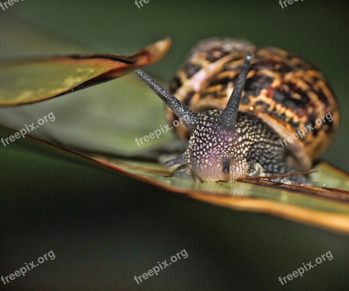 Snail Macro Garden Nature Spiral