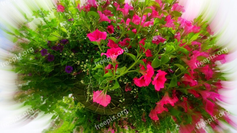 Flower Pink Pink Flowers Nature Spring