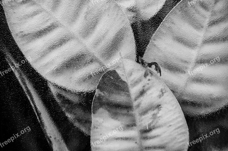 Leaf Plant Black And White Green House Glass