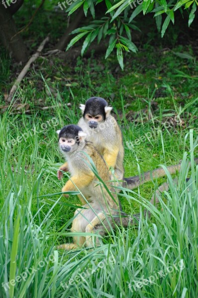 Squirrel Monkey Skull Monkey Monkey Monkeys Mammal