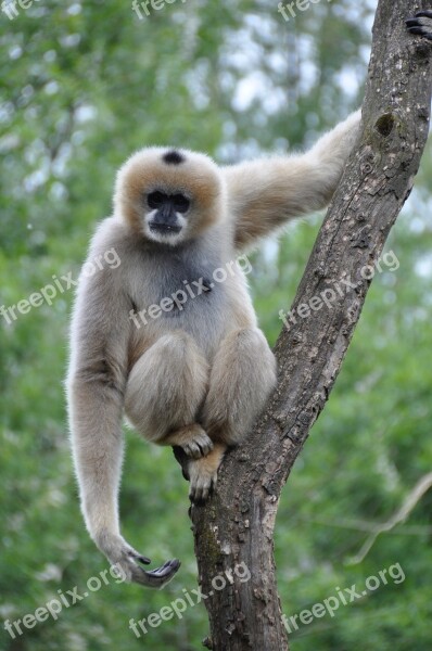 Monkey Animal Monkeys Gibbon Wild