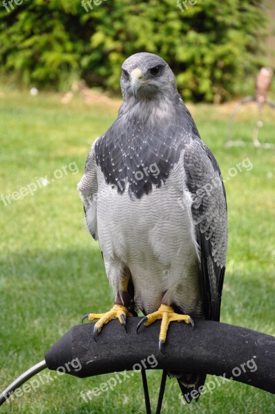 Bird Bird Of Prey Animal Common Buzzard Valk