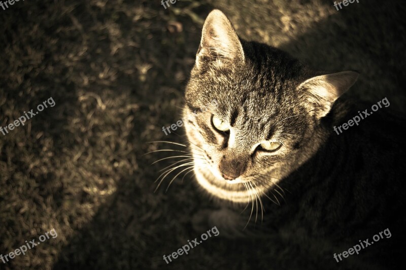 Cat Animal Pet Sepia Gray Fur