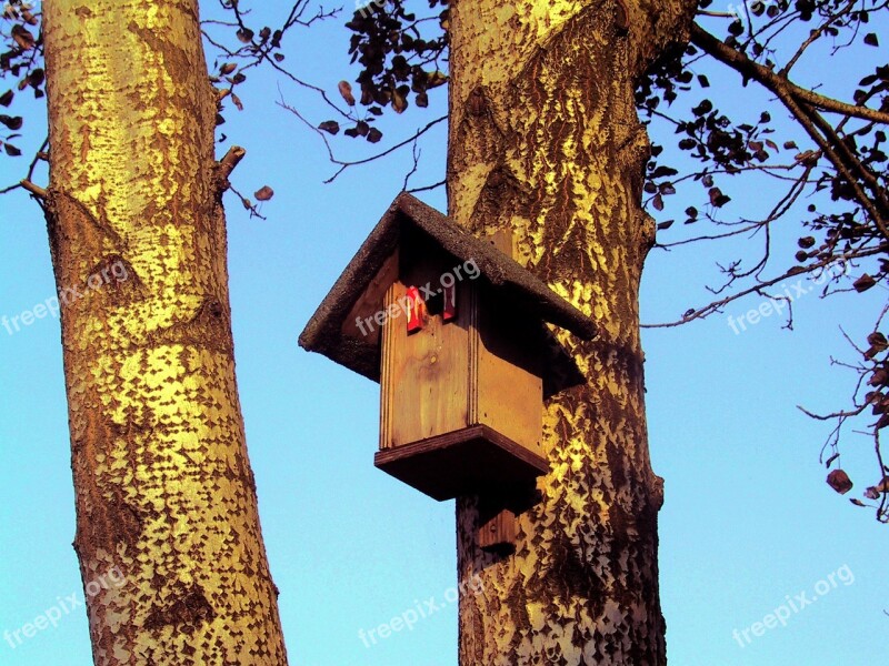 Birdhouse Cottage Tree Hut Tree Trunk Forest