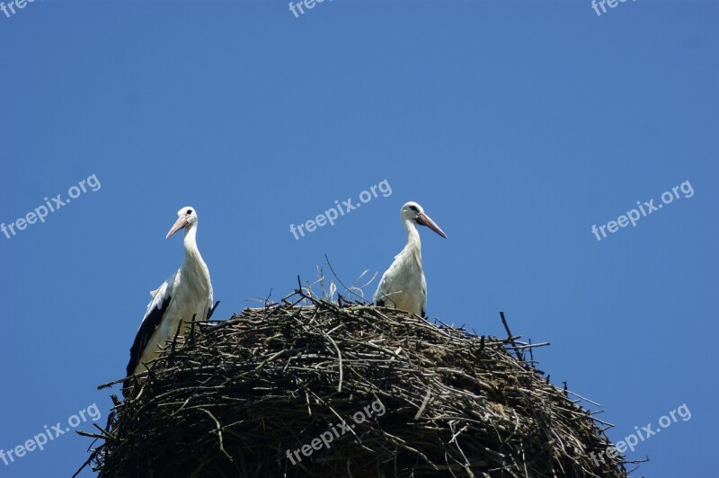 Stork Nest Before The Trip Blue Sky Free Photos