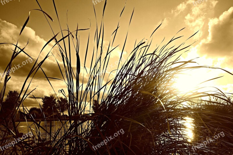 Reed Rush Water Plant River Silhouette